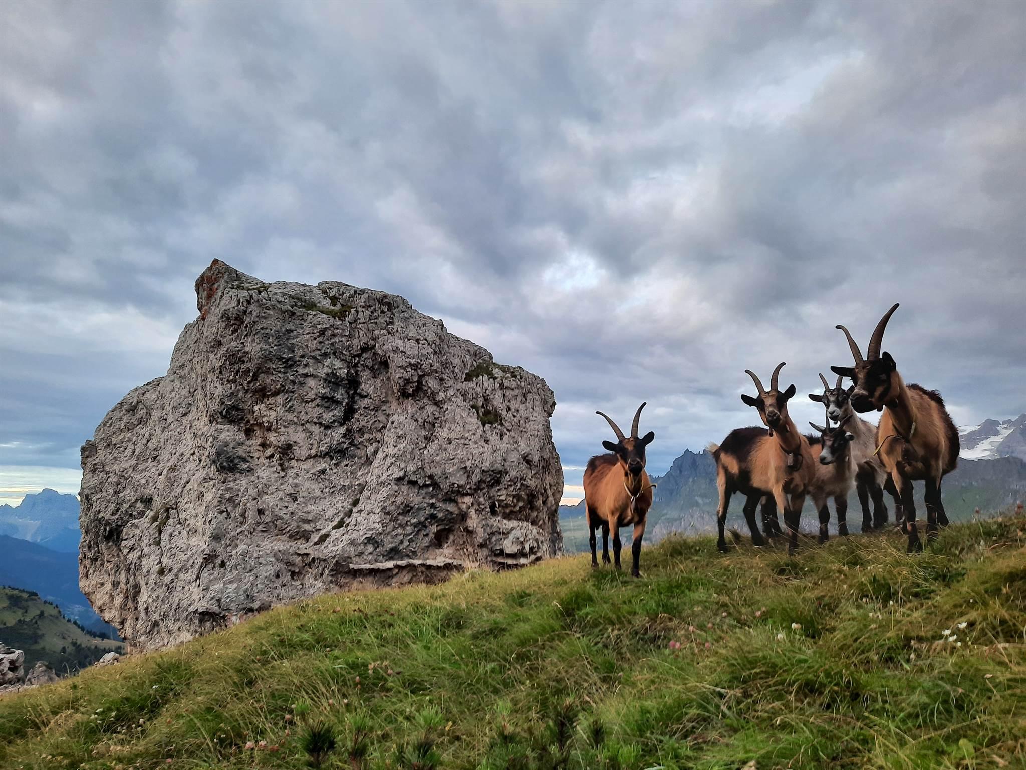 Capre ai Bec de Roces