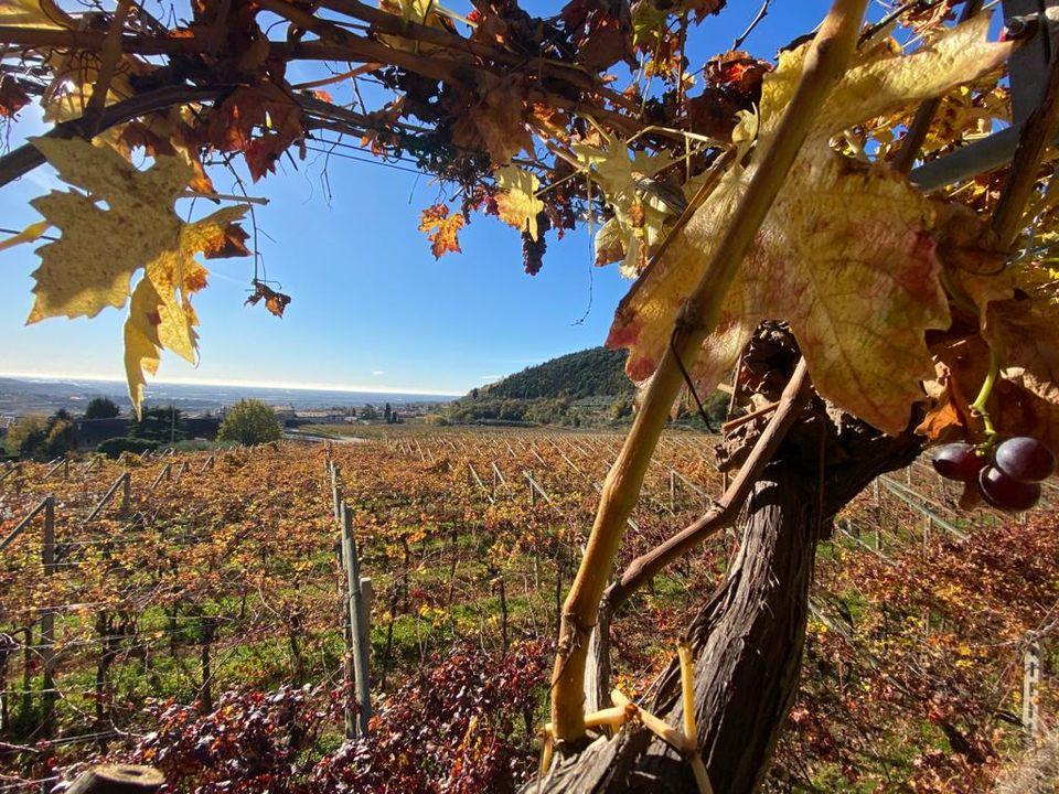 126045653_1593144597536461_6593270392718449716_o