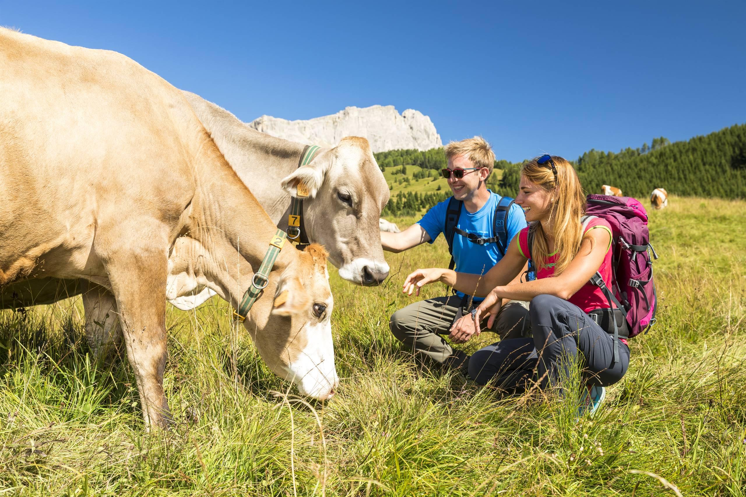 Giovani con Mucca pascolo di Cherz Arabba