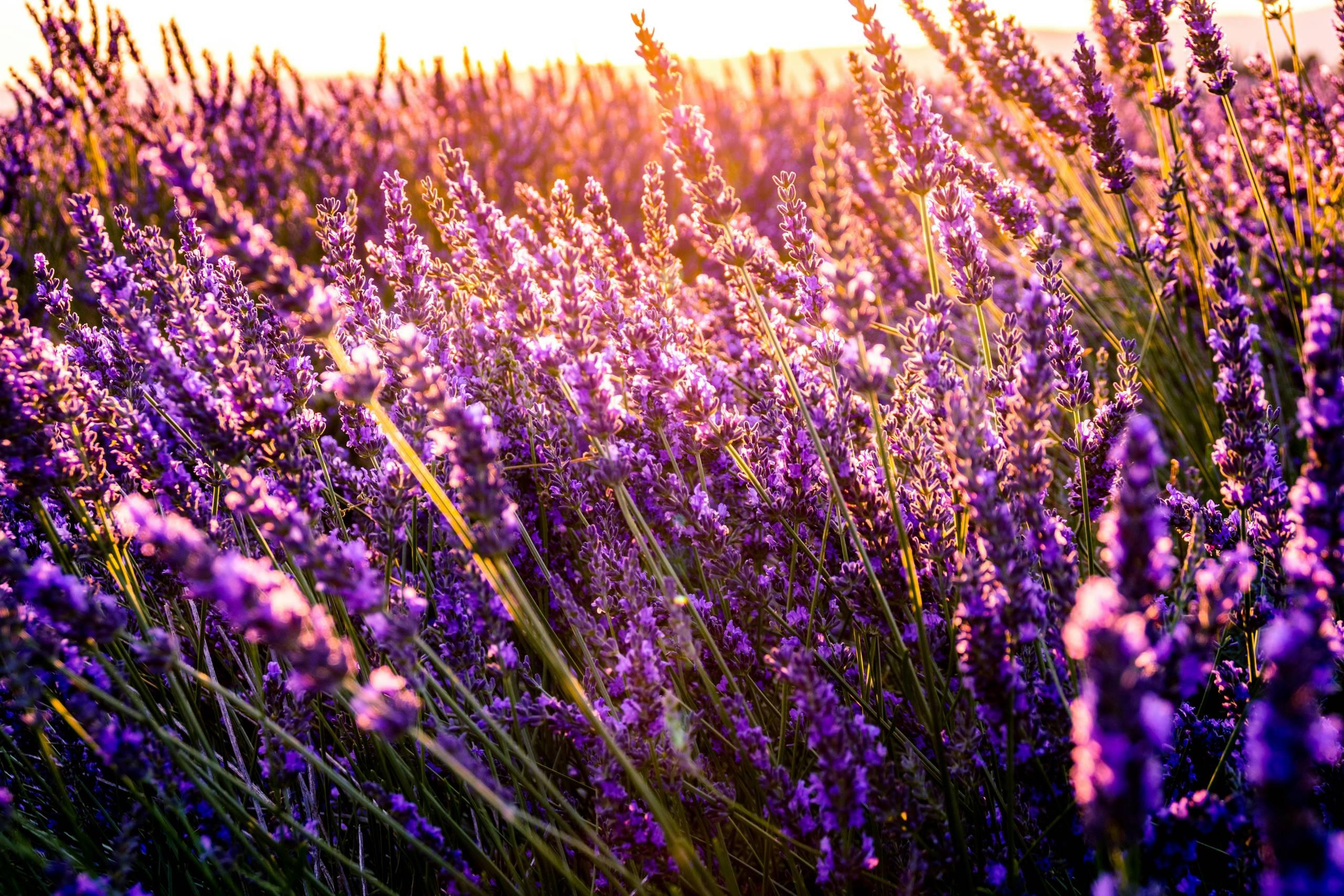 campo di lavanda