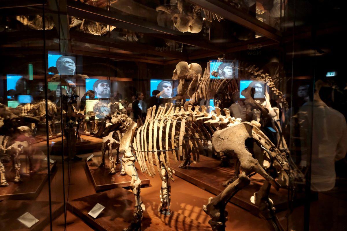 Museo Natura e Uomo_grandi vertebrati