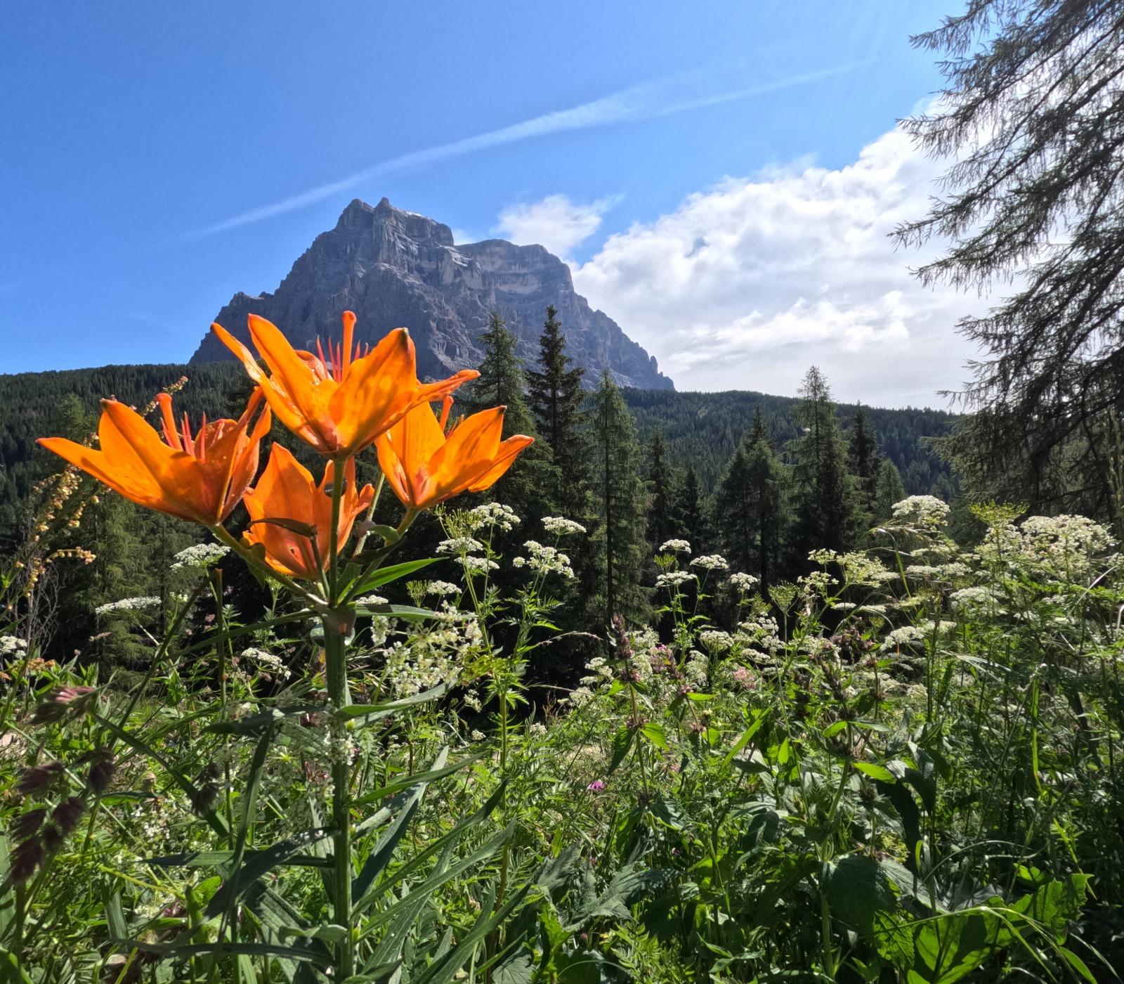 Fiori, Erbe e Sapori