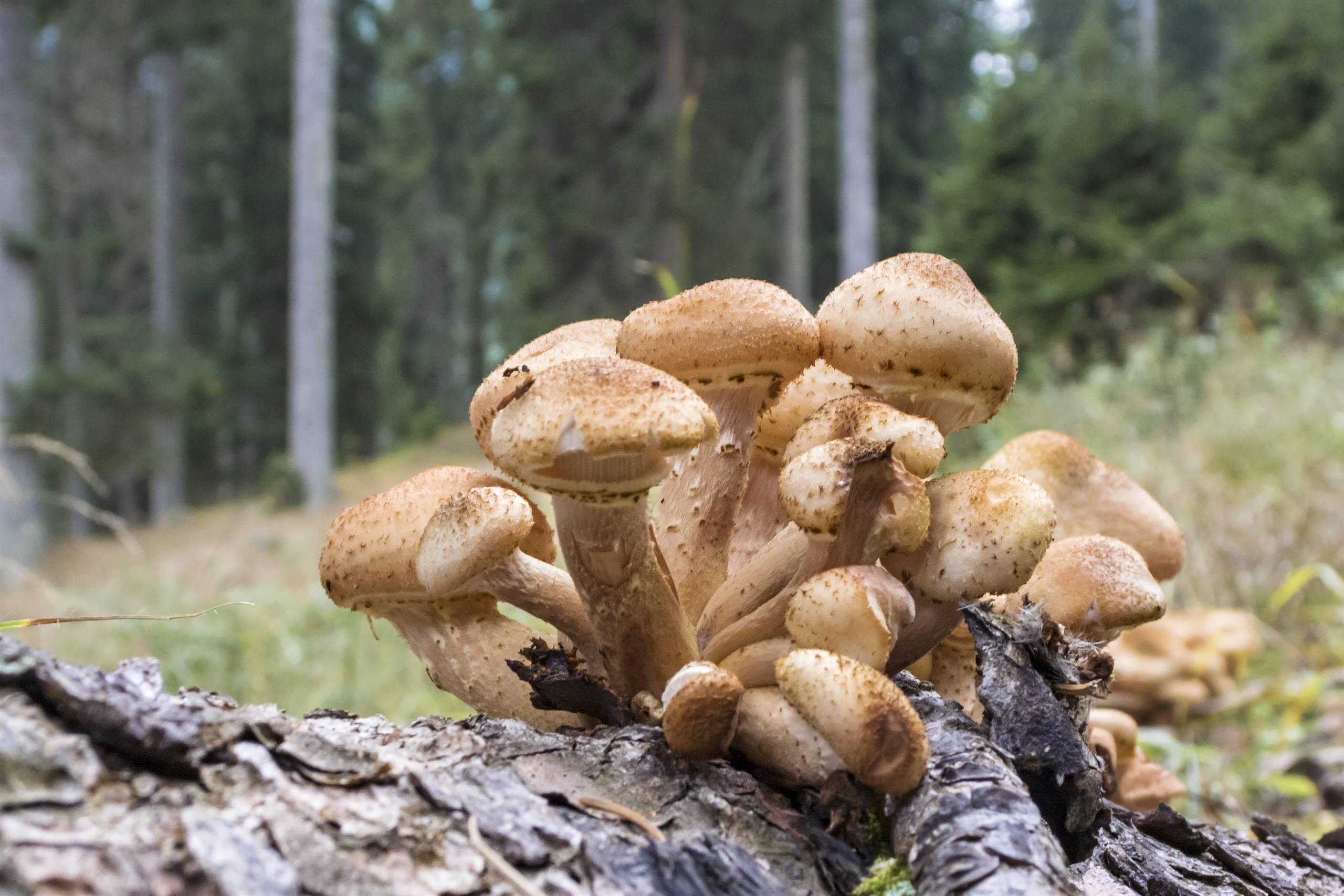 Funghi che passione, con pranzo a Baita Cristelìn