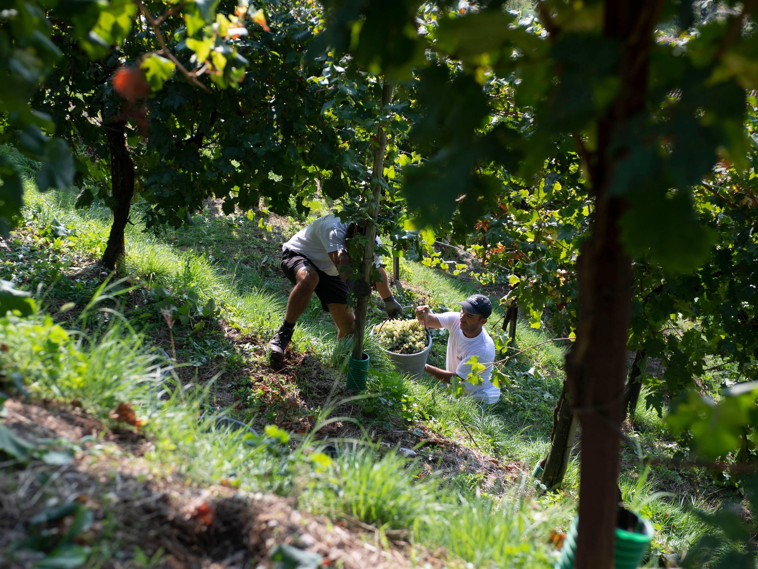 Gold Experience - Un viaggio completo dalla vigna