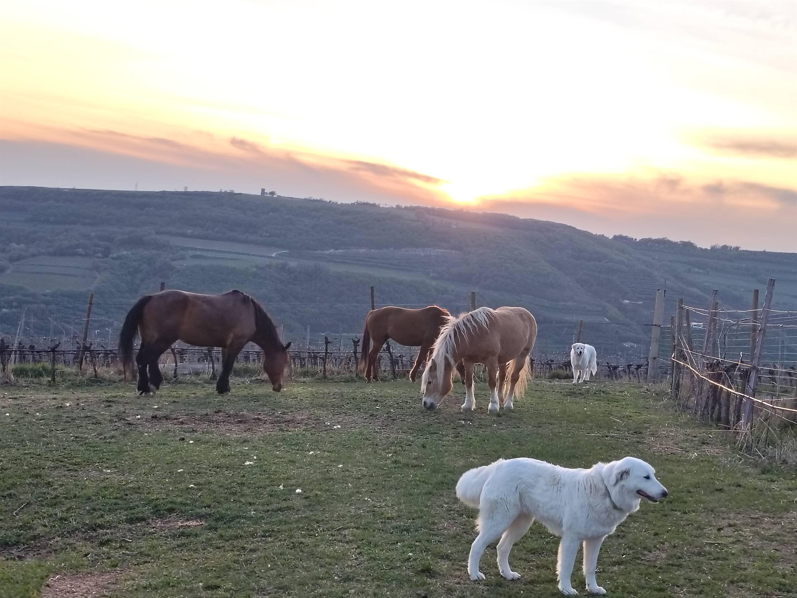 Azienda Agricola Santi