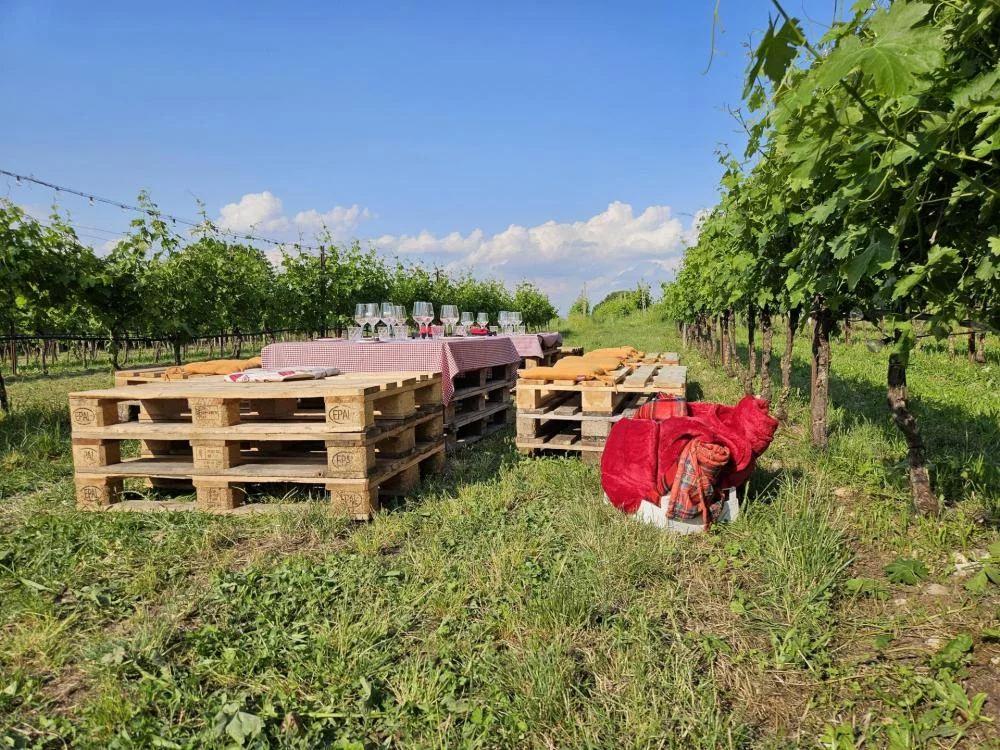 Picnic in the vineyard