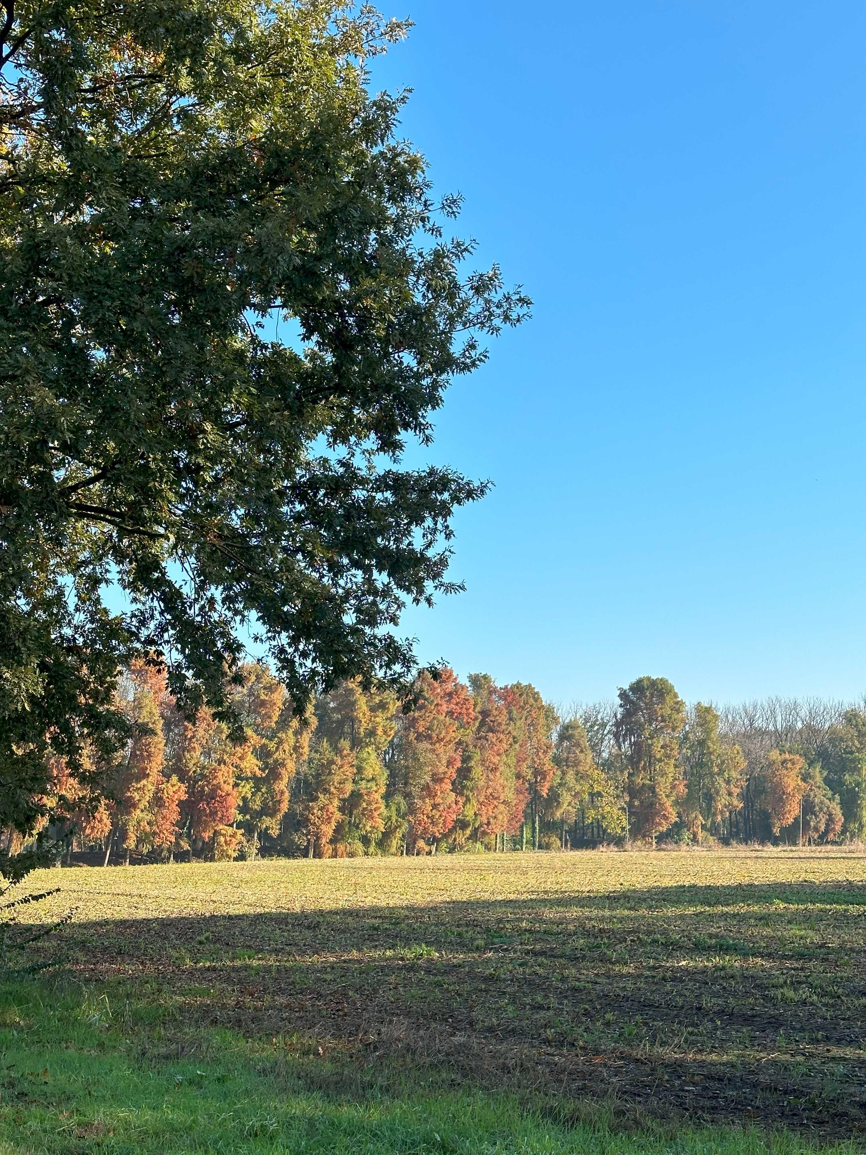 Bosco di noci