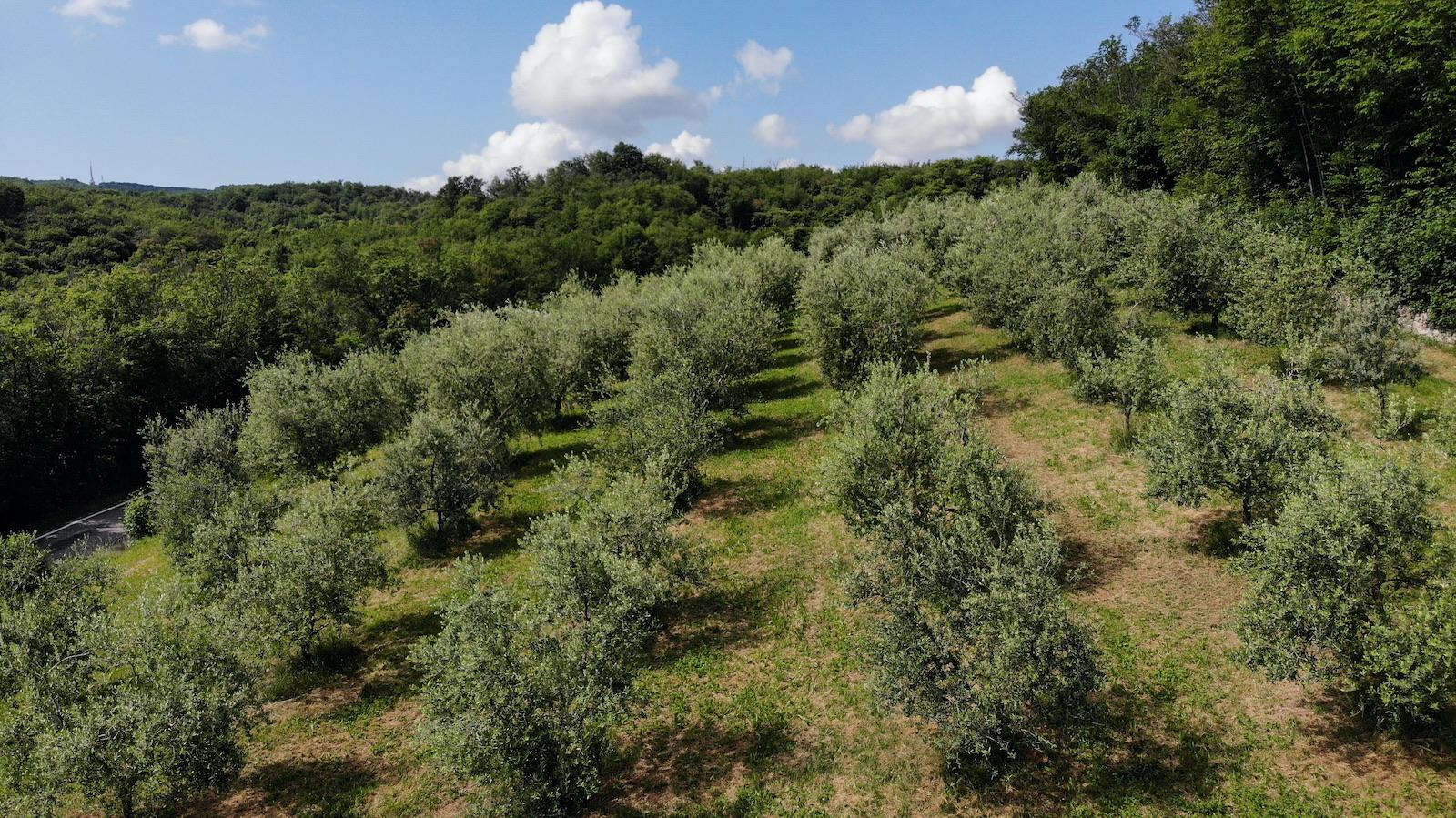Degustazione olio e passeggiata tra gli uliveti 1