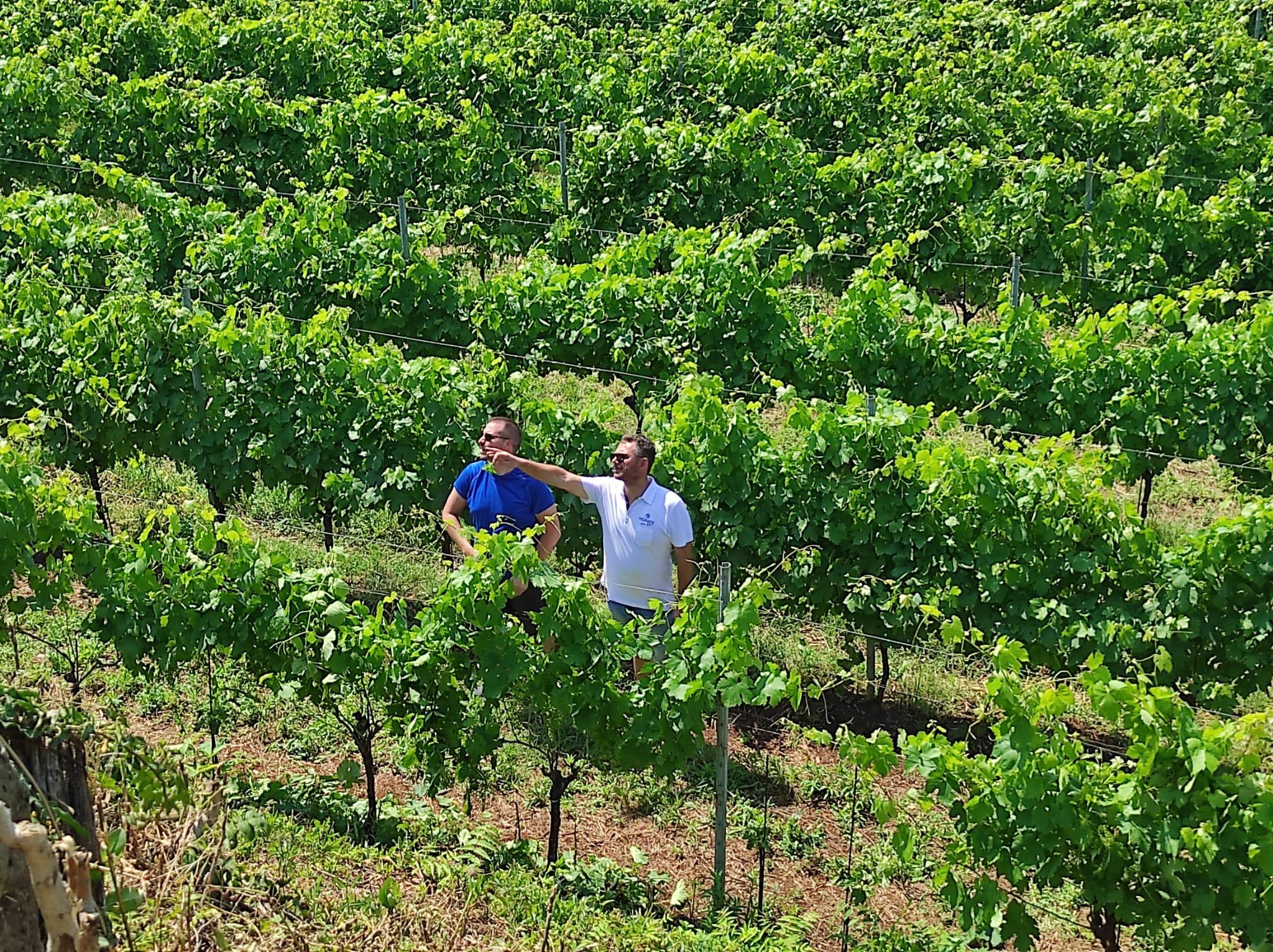 Adotta una vigna 1