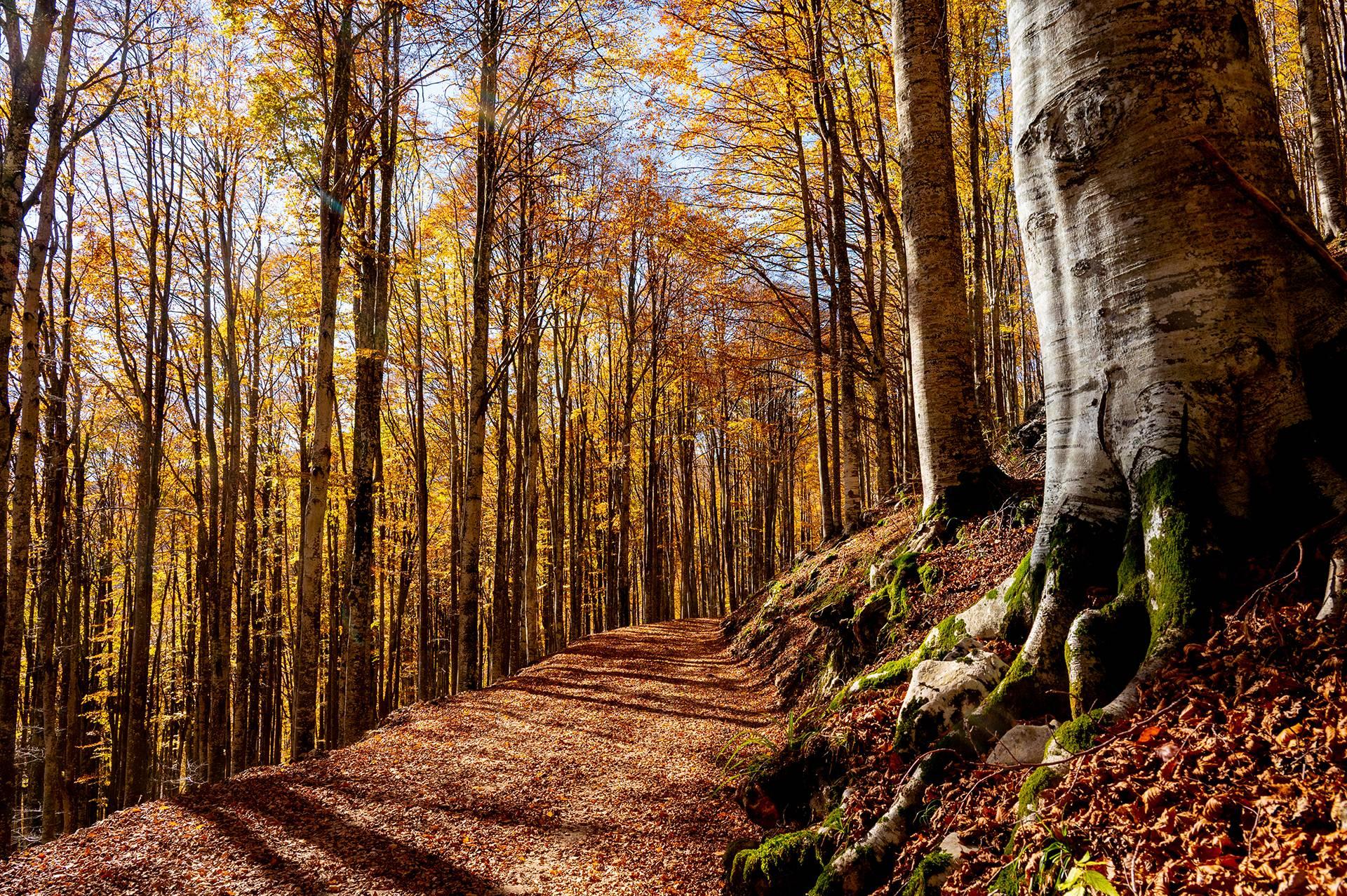 Foliage ai Palù