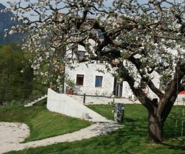 spring apple tree