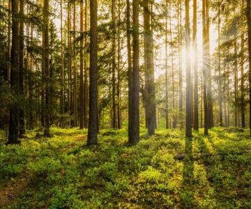 Bosco lungo il percorso