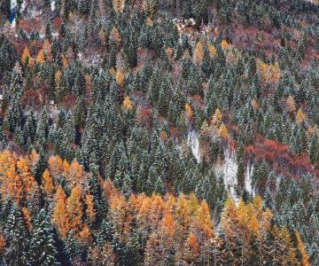 Bosco lungo il percorso