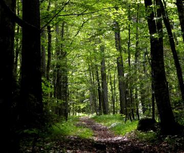 Bosco di Basalghelle