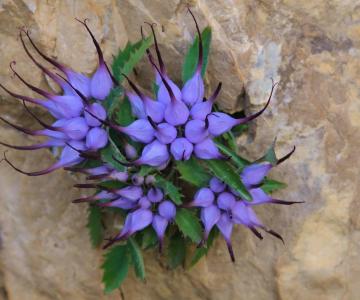 Raponzolo lungo il percorso