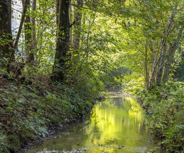 I Palù del Quartier del Piave