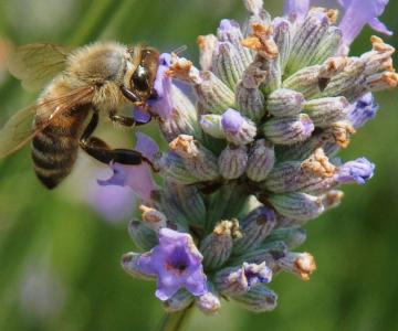 Ape lungo il percorso