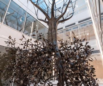 Quercia della Speranza