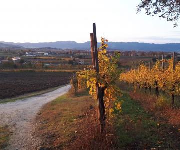 Vigneto in autunno e in fondo i Colli Berici