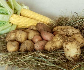 Azienda fratelli de conti