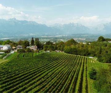 Azienda Della Vecchia