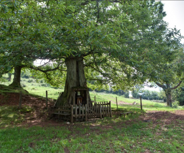 Castagno delle vergine dei Lumini