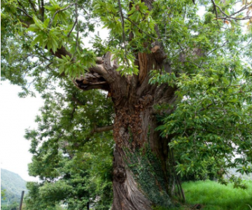 Castagno di Fintanorbole