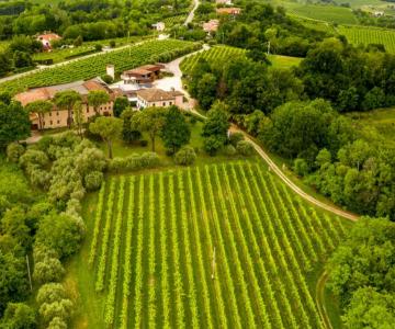 Azienda vinicola Perini