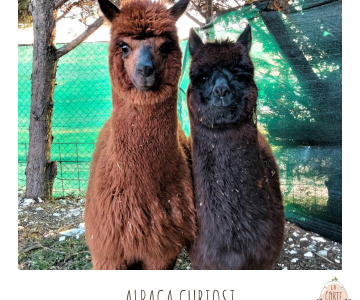 Alpaca