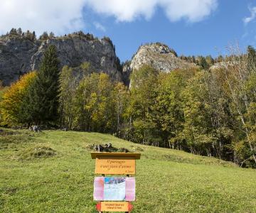 Faggeta di Sottoguda