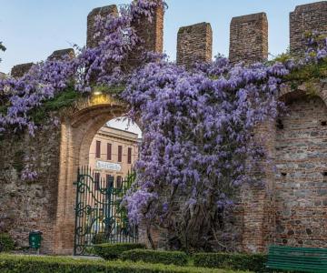 Glicine del Parco del Castello