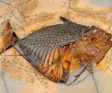 Museo di Scienze Naturali