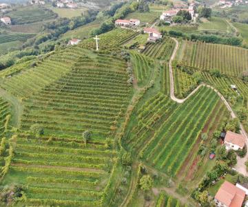 Cantina Firmino Miotti