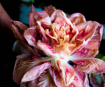 Il Profumo della Freschezza