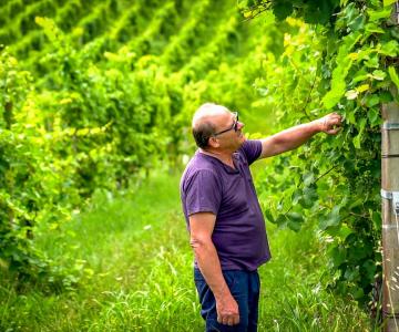 Tenuta Torre Zecchei