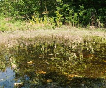 Laghetto ai Maronari