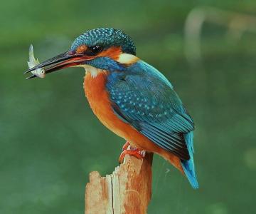 Oasi valle di Averto 1