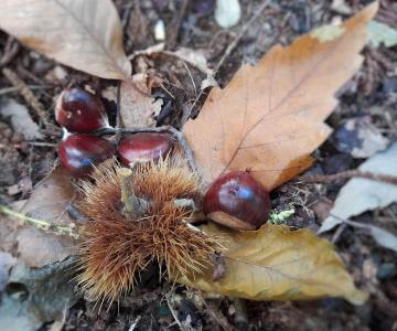 Marrone IGP di Combai