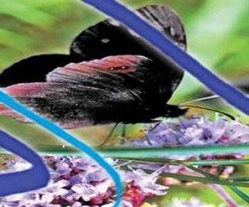 Museo nel Regno delle Farfalle 