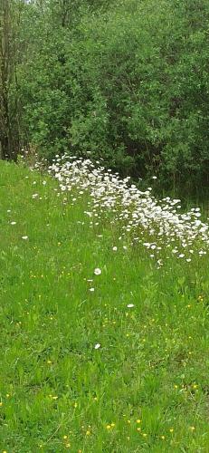 2025_04 Margherite 1