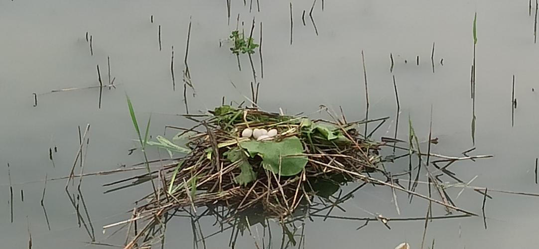 2025_04 Nido su acqua