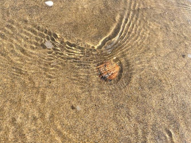 mare pulito conchiglia