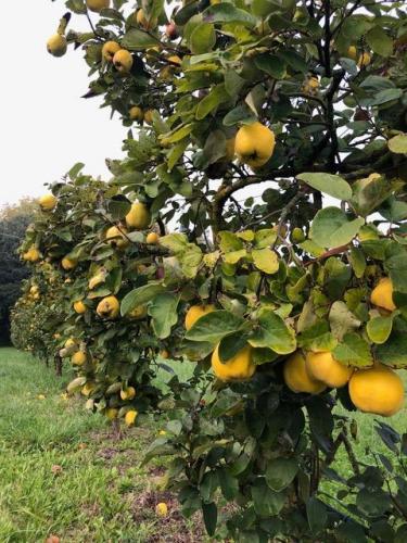 11. Villa Tiepolo Passi - Brolo mele cotogne