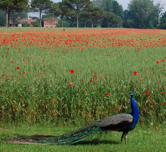 9a. Villa Tiepolo Passi - parco rustico