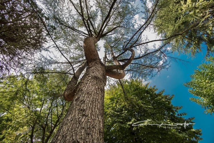 Foto_Comparotto-12settembre2015-3