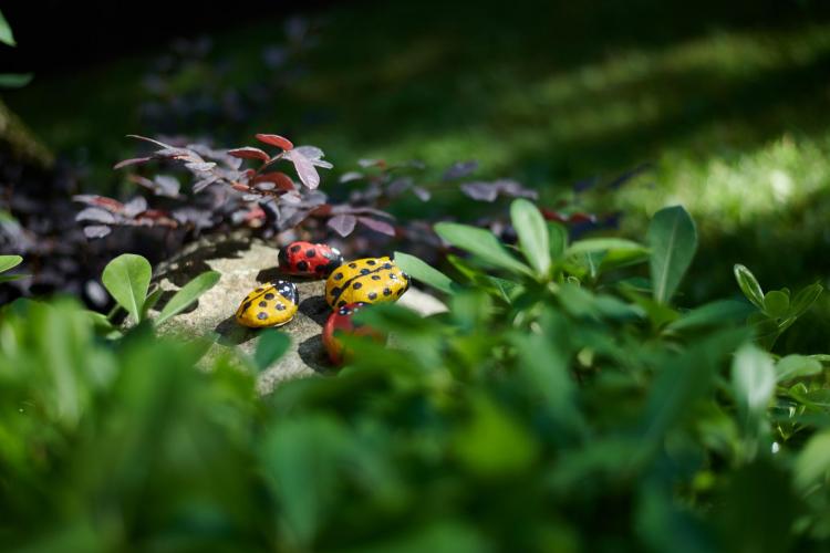 Mariu 2018 - IDS_3260 (Web 2048)