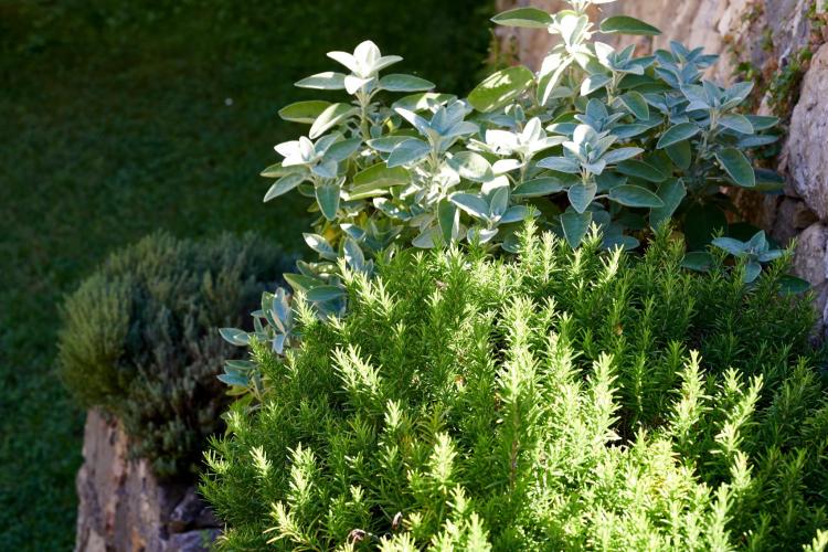 Mariu 2018 - IDS_3283 (Web 2048)