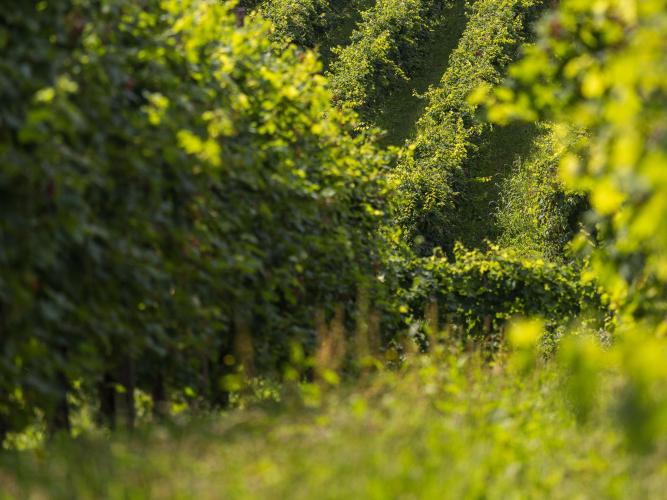 APsanteufemia1608-08145