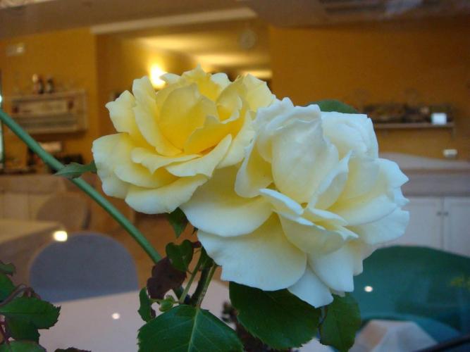 H.CAMINETTO PARTICOLARE