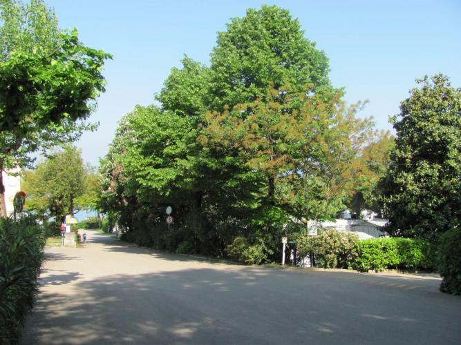 C.LA QUERCIA VIALE D'INGRESSO